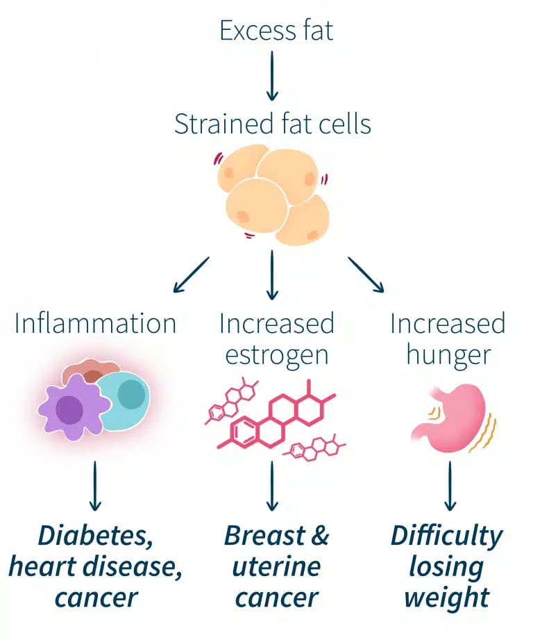 how excess fat affects the body